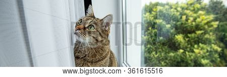 A Cat With Green Eyes Looks Interested Window Tree Window Sill Curtain Banner