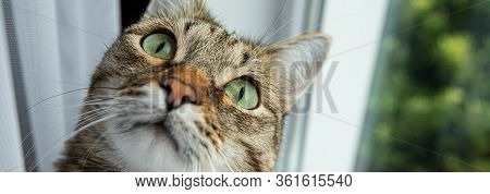 A Cat With Green Eyes Looks Interested Window Tree Window Sill Curtain Banner