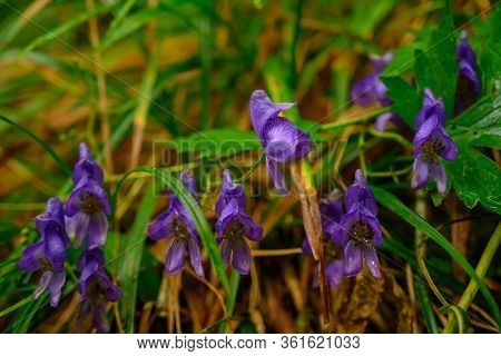 Purple Flowers Grow In The Grasses In Mountain Field