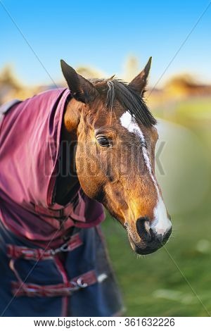 Brown Horse With Caparison In The Farm Yard In Spring Sunset.