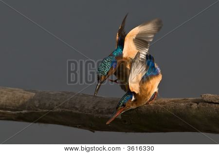 Malachite Kingfishers