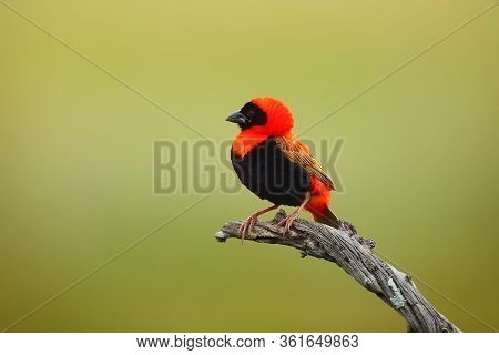 The Southern Red Bishop Or Red Bishop (euplectes Orix) Sitting On The Branch With Green Background. 
