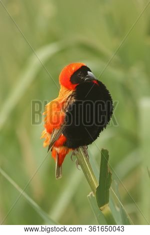 The Southern Red Bishop Or Red Bishop (euplectes Orix) Sitting On The Branch With Green Background. 