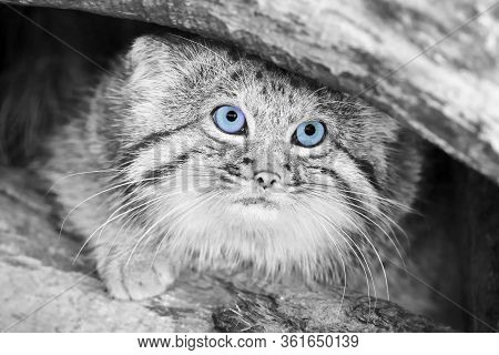 Light Cat In Black And White With Blue Eyes.the Pallas's Cat (otocolobus Manul), Also Called The Man