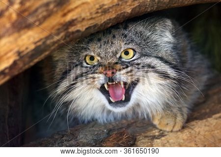 The Pallas's Cat (otocolobus Manul), Also Called The Manul,male Portait With Exposed Teeth.