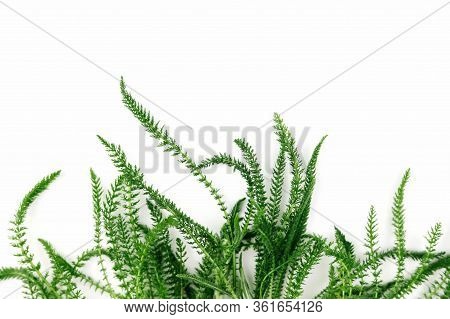 Green Fresh Herbs Isolated On White Background. Copy Space.