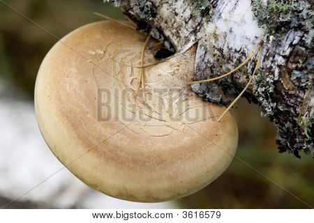 Mushrooms On The Birch Trunk (Ganoderma Applanatum).