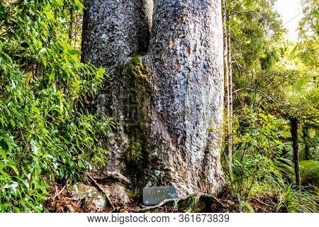 A Wonder Through Waiau Kauri Grove, Coromandel, New Zealand