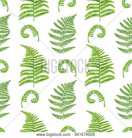 Watercolor Green Fern Leaves Seamless Pattern. Hand Painted Forest Plant Polypodiopsida Texture Isol