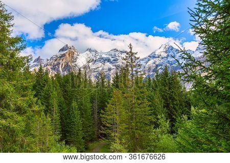 Bernese Alps Snow Peaks And Green Pine Trees Panorama Near Kandersteg Village, Canton Bern, Switzerl