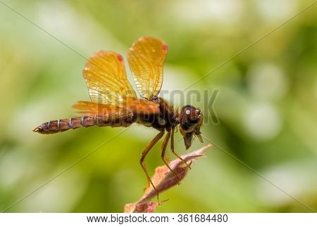 Eastern Amberwing dragonfly eating a bug while resting on an oak leaf tip