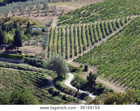 Tepe Toskana Chianti bölgesinde bağ ile