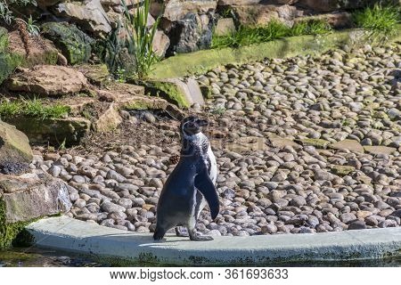 Humboldt Penguins At The Zoo, Milton Keynes, Uk