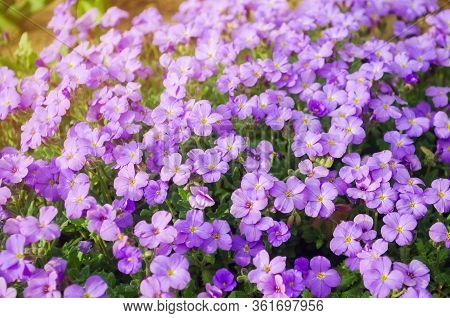 Beautiful Flowers Purple Aubrieta In A Sunny Garden. Aubrieta Deltoidea. Spring Flower. Soft Selecti