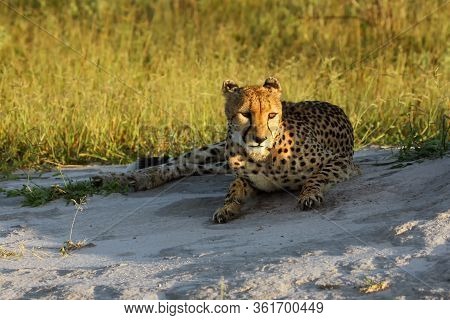The Cheetah (acinonyx Jubatus) Lying On A White Earth With Grass In The Background In The Morning Li