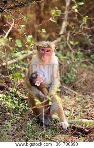 The Toque Macaque (macaca Sinica), Mother And Baby Sitting In The Bush.