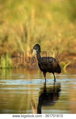 The African Openbill (anastomus Lamelligerus) Fishing In The Shallow Lagoon. African Stork In The Wa