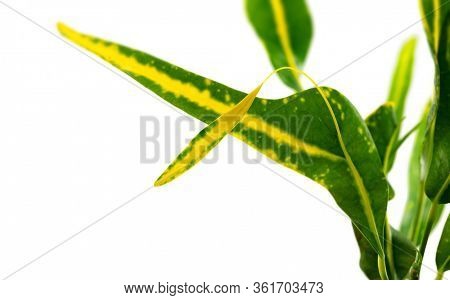 Distinctive shooting leaf or midleaf of garden croton or variegated croton. 