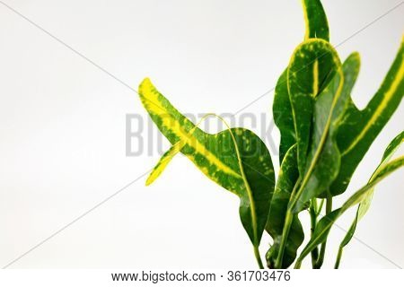 Distinctive shooting leaf or midleaf of garden croton or variegated croton. 