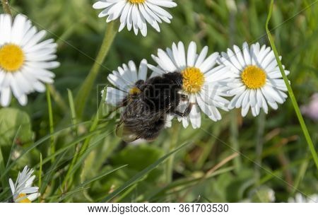 A Close Up View Of A Bumble Bee Collecting Pollen Off Small Daisy Flowers In A Open Public Park