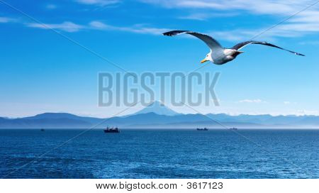 Écorchement Seagull