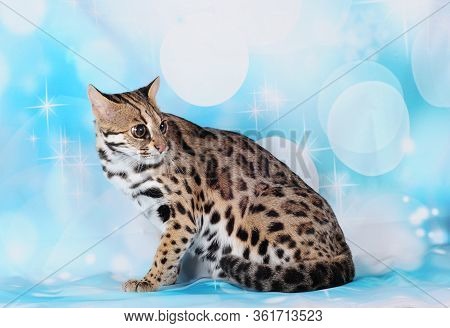 Asian Leopard Cat In The Blue Background