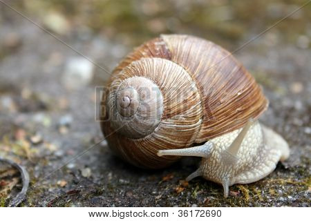 Land Snail