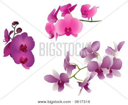 Orchidea