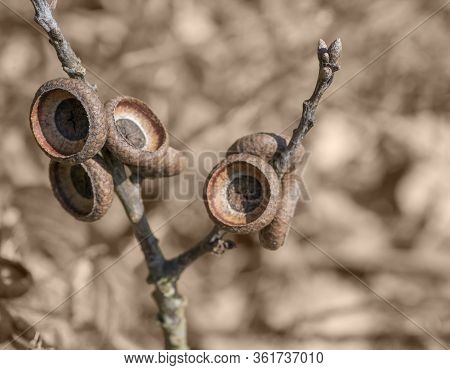 A Sunny Illuminated Dry Acorn Cupules Closeup