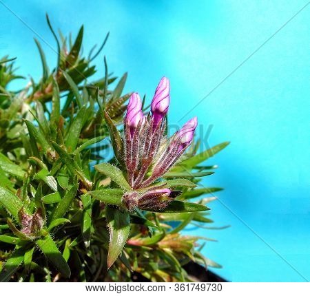 Blooming Pink Buds Of Phlox Subulate On A Blue Background Close-up