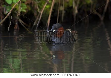 Little Grebe (tachybaptus Ruficollis) Reflected In The Dark Green Water Of A Canal