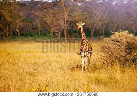 Front View Of Adult Giraffe In Kenya Savanna Of Amboseli Park