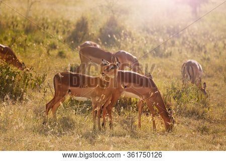 Group Of Thomsons Gazelles Or Tommies Subspecies Of The Red-fronted Stand On The Pasture In Kenya