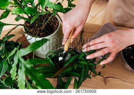 Woman Transplaning Plants Indoor Close Up View Of Hands