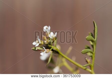 Flower Of A Hairy Bittercress, Cardamine Hirsuta.
