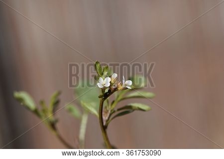 Flower Of A Hairy Bittercress, Cardamine Hirsuta.