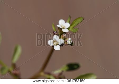 Flower Of A Hairy Bittercress, Cardamine Hirsuta.
