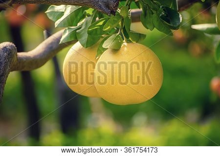 Ripe Pomelo Fruits Hang On The Trees In The Citrus Garden. Harvest Of Tropical Pomelo In Orchard. Po
