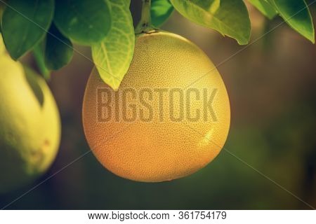 Ripe Pomelo Fruits Hang On The Trees In The Citrus Garden. Harvest Of Tropical Pomelo In Orchard. Po
