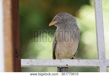 Side View Of Jungle Babbler Bird, Turdoides Striata Also Known As Seven Sisters Perching On Window G
