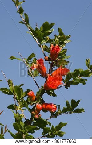 Close Up View Of Blooming Pomegranate Branch With Blue Sky On Background.