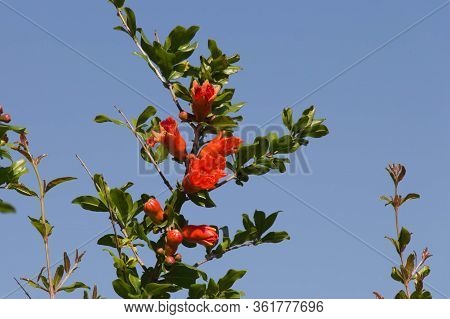Close Up View Of Blooming Pomegranate Branch With Blue Sky On Background.