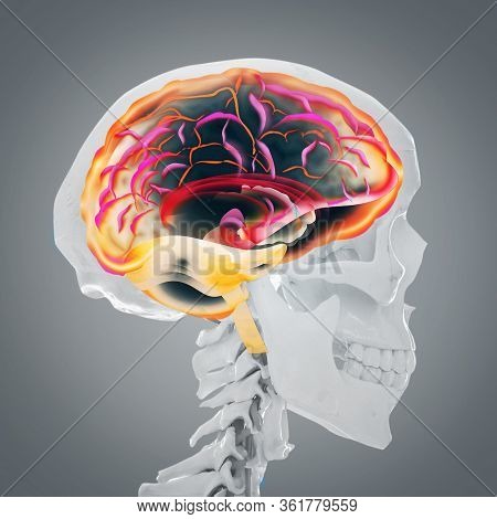 Artificial Human Skeleton Model On Grey Background. Medical Scan Of Brain