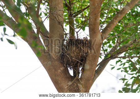 Bird Nest, Bird Nest On Ivory Coast Almond Tree
