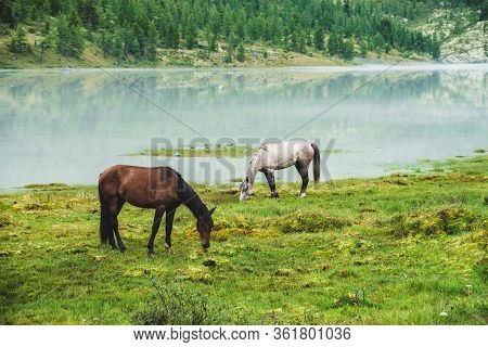 Two Horses Graze In Meadow Near River In Mountain Valley. White And Brown Horses On Grassland Near M