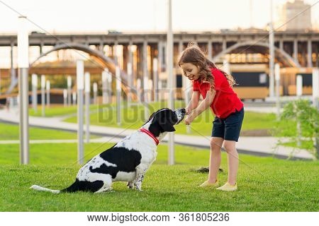 Lovely Young Girl In Red T-shirt With A Hunting Dog The Walk In The Green Grass On A Sunny Lawn. Chi