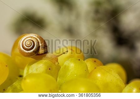 Close-up Of A Small Snail Crawling Over Grapes Quiche Mish.