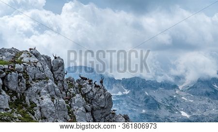 Steinbocks In The Julian Alps