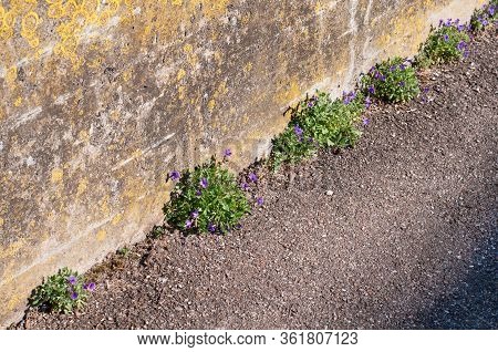 Small Shrubs Of Aubrieta Deltoidea Or Lilacbush Growing On A Sidewalk Next To A Stone Wall Covered W