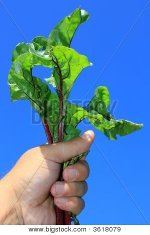 Beatroot listy